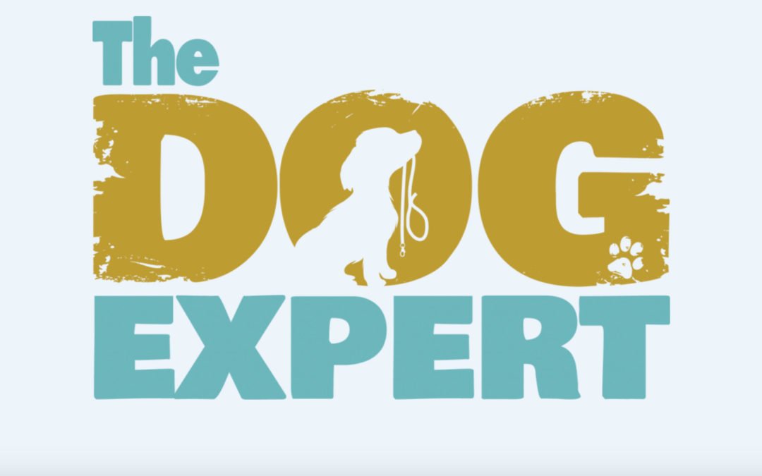 The Dog Expert